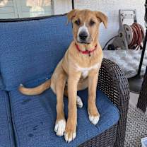 adopt-pet