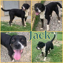 Thumbnail photo of Jack #1