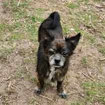 Thumbnail photo of Phantom #2