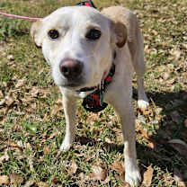 Thumbnail photo of Stella #2