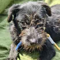 adopt-pet