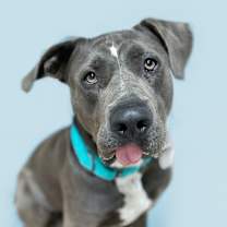 adopt-pet