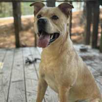 Thumbnail photo of 25-02-0484 Tator Tot #1