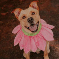 Thumbnail photo of 25-02-0484 Tator Tot #2