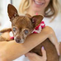 adopt-pet