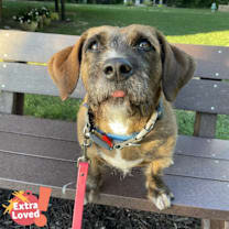 Thumbnail photo of Starship #1