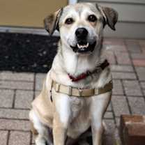 Thumbnail photo of Chilli #1