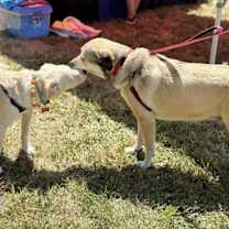 Thumbnail photo of Chilli #3