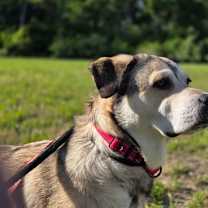 Thumbnail photo of Chilli #4