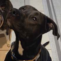 Thumbnail photo of Luna #1