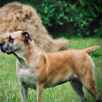 Thumbnail photo of Sheba #1