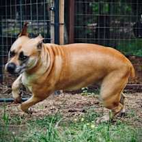 Thumbnail photo of Sheba #3