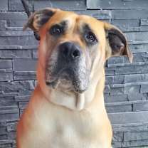 Thumbnail photo of Sheba #4