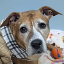 Thumbnail photo of Rhea 1510-24 #3