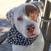 Thumbnail photo of JOHNNY #1