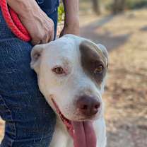 Thumbnail photo of JOHNNY #4