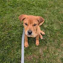 Thumbnail photo of Honeybear #3