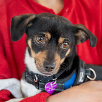 Thumbnail photo of Joey #2