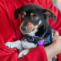 Thumbnail photo of Joey #4