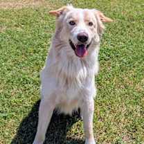 Thumbnail photo of Hal #1