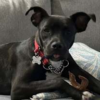 adopt-pet