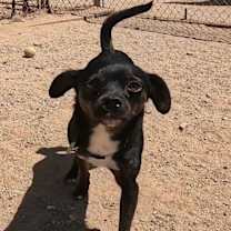 adopt-pet