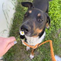 Thumbnail photo of Sharky HS/LDD #1