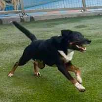 Thumbnail photo of Sharky HS/LDD #3