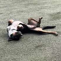 Thumbnail photo of Sharky HS/LDD #4