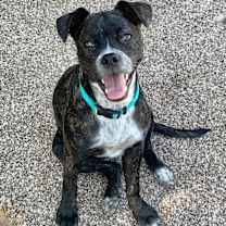 adopt-pet