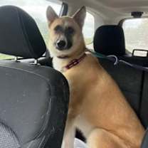 Thumbnail photo of Bella #1