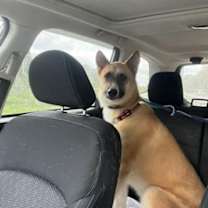 Thumbnail photo of Bella #3