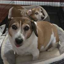 Thumbnail photo of Cooky #2