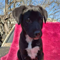 Thumbnail photo of Mr.Lavender AG #2