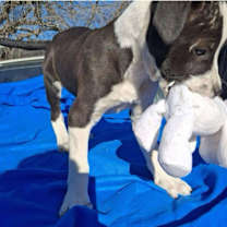 Thumbnail photo of George AG #2