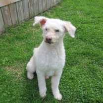 adopt-pet