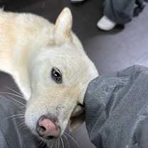 Thumbnail photo of Pogeun #3