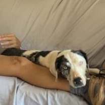 Thumbnail photo of Frankie #3