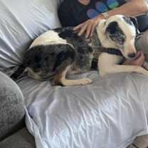 Thumbnail photo of Frankie #4