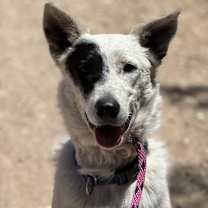 Thumbnail photo of Spots #2