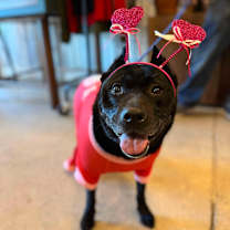 Thumbnail photo of Kelsie (FEE SPONSORED) #2