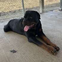 Thumbnail photo of Smores #1