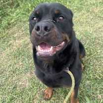 Thumbnail photo of Smores #3