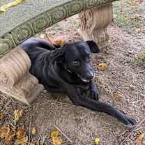 Thumbnail photo of Chong-Sponsored #1