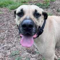 Thumbnail photo of Cal #1