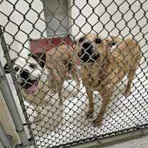 Thumbnail photo of Eep *bonded with Ugga* #2