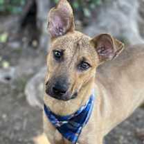 adopt-pet