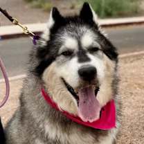 Thumbnail photo of Mishka #1