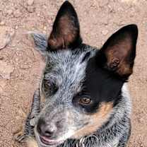 Thumbnail photo of Lexi Courtesy Listing #4