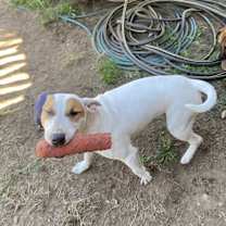 Thumbnail photo of Patches #2